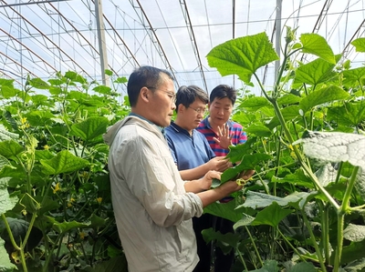山東省農(nóng)業(yè)技術(shù)推廣中心 系統(tǒng)著力抓夏管，強(qiáng)化服務(wù)促豐收